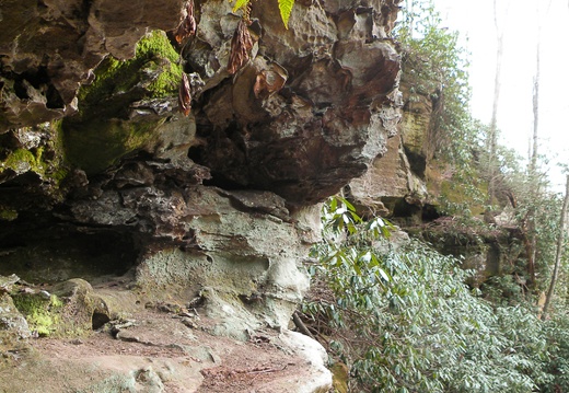 Ferns on Cliff